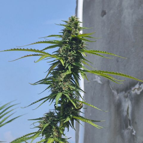 OGKush growlog timeline photo
