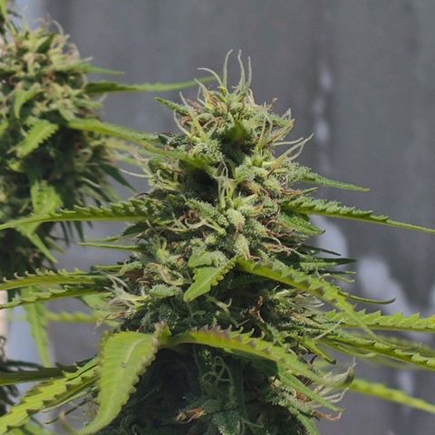 OGKush growlog timeline photo