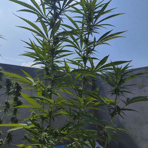 OGKush growlog timeline photo