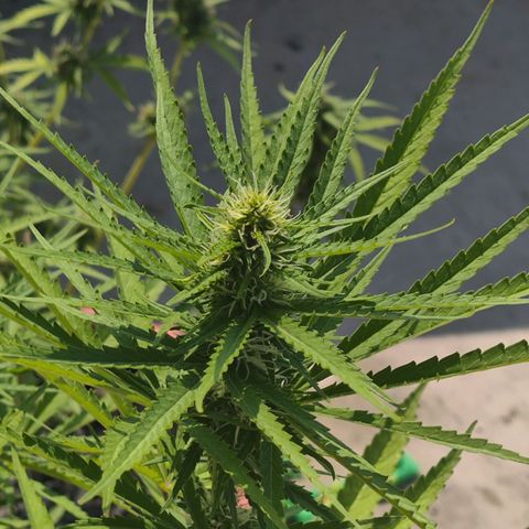 OGKush growlog timeline photo