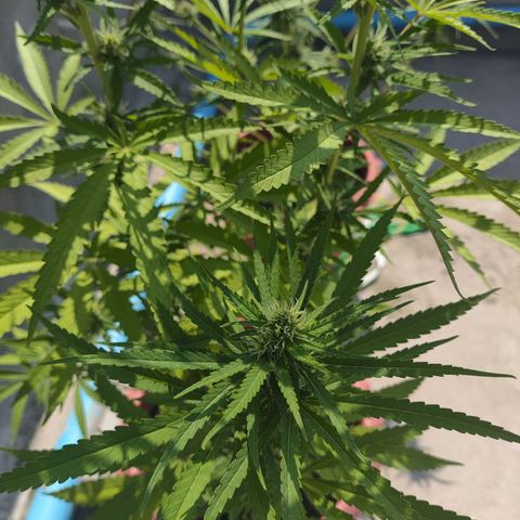 OGKush growlog timeline photo
