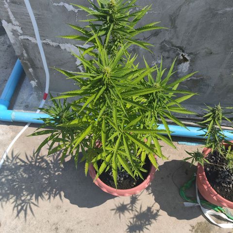 OGKush growlog timeline photo