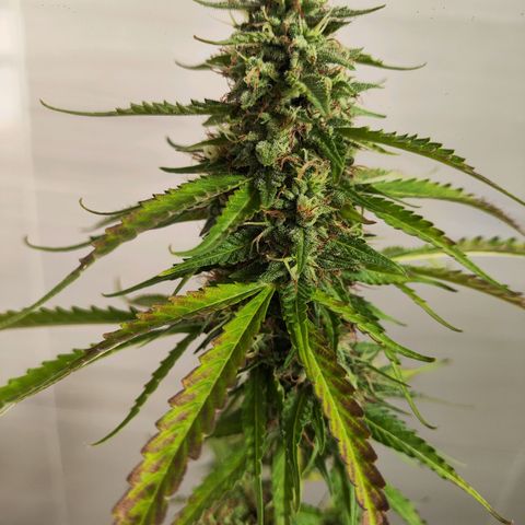 OGKush growlog timeline photo