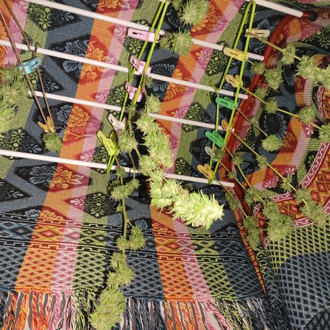 OGKush growlog timeline photo