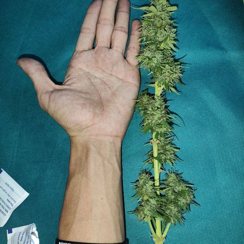 OGKush growlog timeline photo