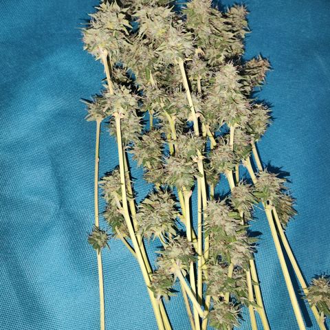 OGKush growlog timeline photo