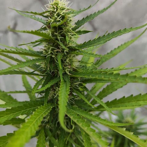 OGKush growlog timeline photo