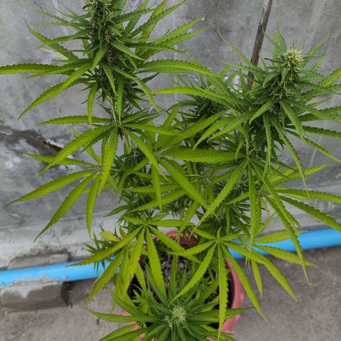 OGKush growlog timeline photo