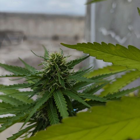 OGKush growlog timeline photo