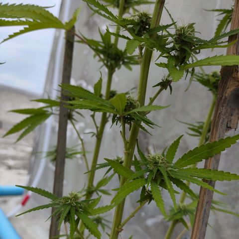 OGKush growlog timeline photo