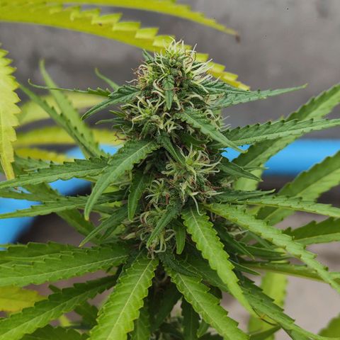 OGKush growlog timeline photo