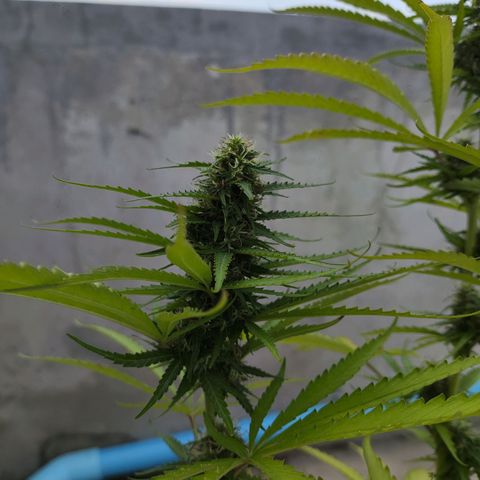 OGKush growlog timeline photo