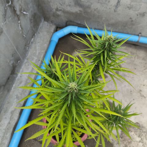 OGKush growlog timeline photo