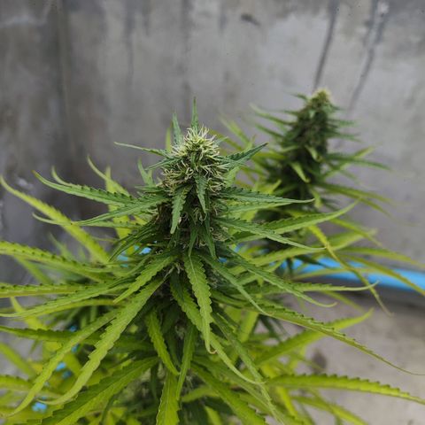OGKush growlog timeline photo