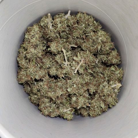 OGKush growlog timeline photo