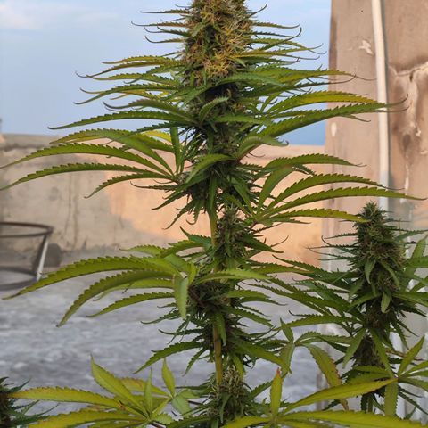 OGKush growlog timeline photo