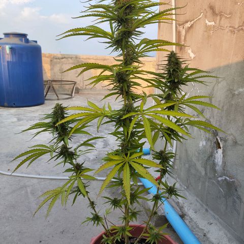 OGKush growlog timeline photo