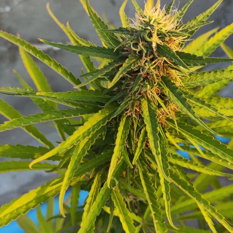 OGKush growlog timeline photo
