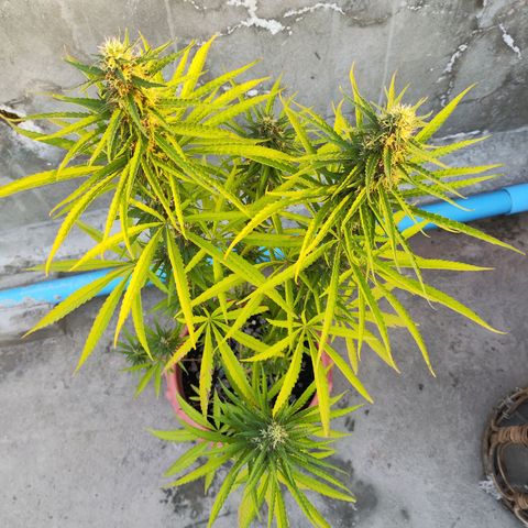OGKush growlog timeline photo