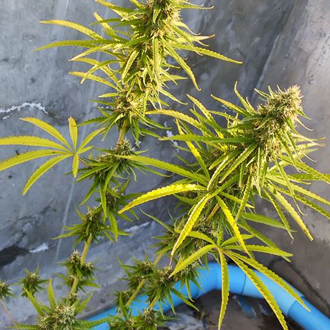 OGKush growlog timeline photo