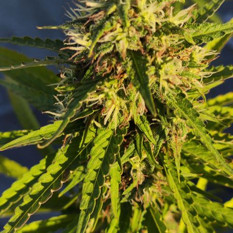 OGKush growlog timeline photo