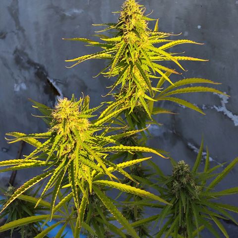 OGKush growlog timeline photo