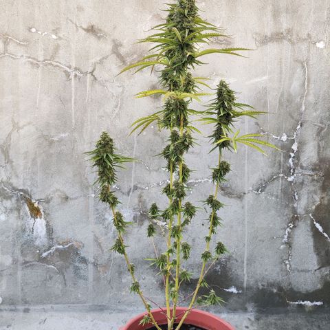 OGKush growlog timeline photo