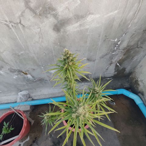 OGKush growlog timeline photo