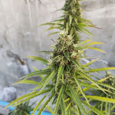 OGKush growlog timeline photo