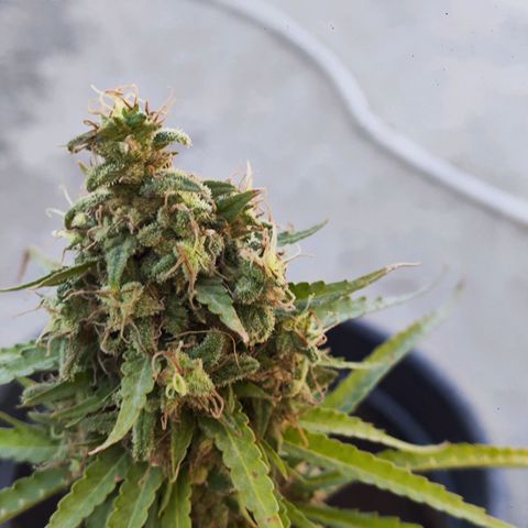 OGKush growlog timeline photo