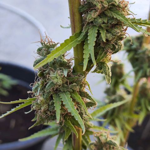 OGKush growlog timeline photo