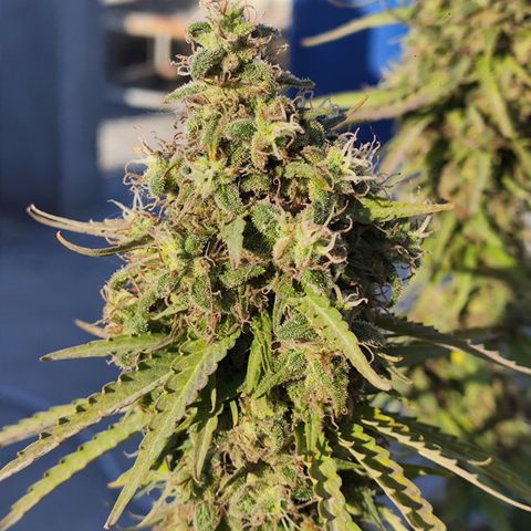 OGKush growlog timeline photo