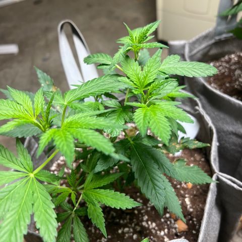 White Widow #3 growlog timeline photo