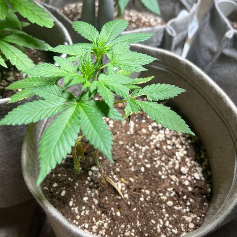 White Widow #2 growlog timeline photo