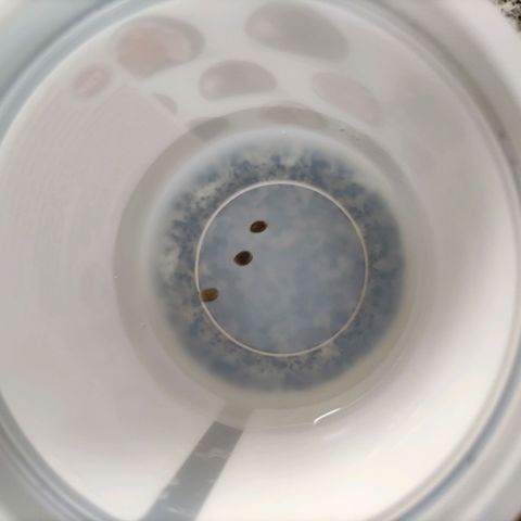 Auto Daiquiri Lime #2 growlog photo: Germinación. Semillas 12 hs en agua en lugar templado. Luego pasan a recipiente con servilleta húmeda hasta que se abran. 