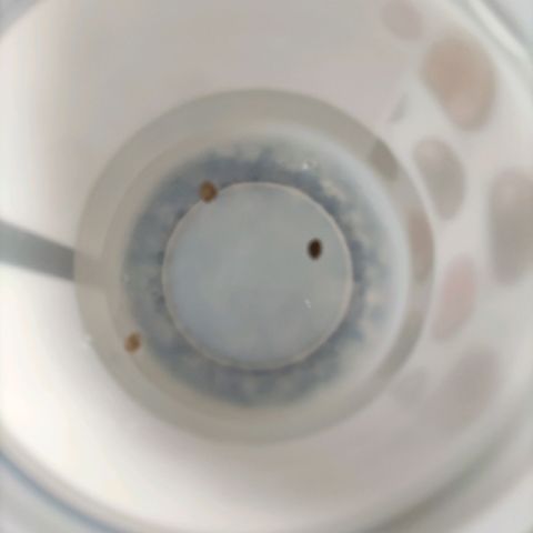 Auto Daiquiri Lime #2 growlog photo: Germinación. Semillas 12 hs en agua en lugar templado. Luego pasan a recipiente con servilleta húmeda hasta que se abran. 
