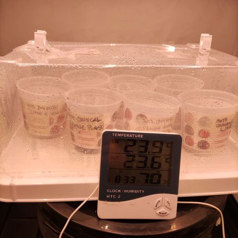 Auto Daiquiri Lime #2 growlog photo: DPV 9,1