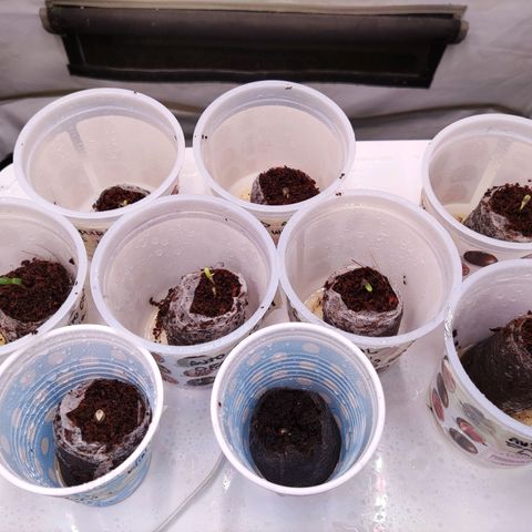 Auto Daiquiri Lime #2 growlog photo: Algunas semillas ya se abrieron y muestran los cotiledones. :) 
PPFD 100-150 umol /m2.s
