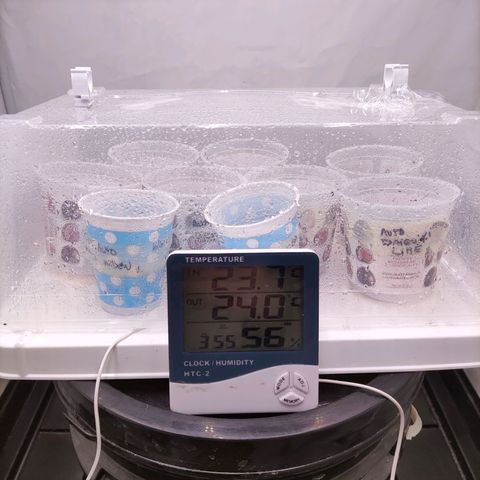 Auto Daiquiri Lime #2 growlog photo: Algunas semillas ya se abrieron y muestran los cotiledones. :) 
PPFD 100-150 umol /m2.s