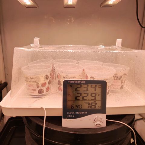 Auto Daiquiri Lime #2 growlog photo: Campana cerrada
Humedad 78%
Temp 23,4° C 