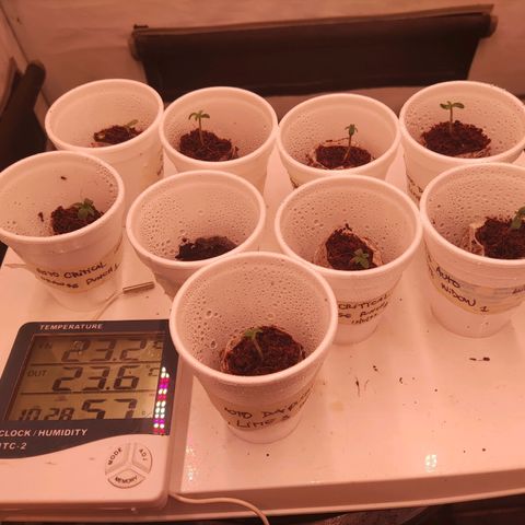 Auto Daiquiri Lime #2 growlog photo: Pasé los jiffies con plántulas a vasitos térmicos hasta el trasplante.
Puse de vuelta la campana.