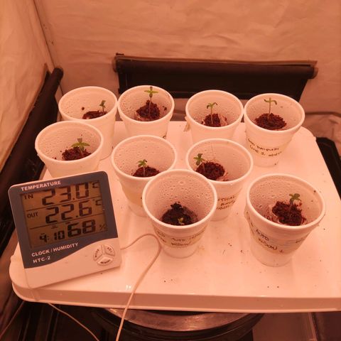 Auto Daiquiri Lime #2 growlog photo: Algunas ya muestran raíces fuera del jiffy. Hoy se pasan a macetas. 