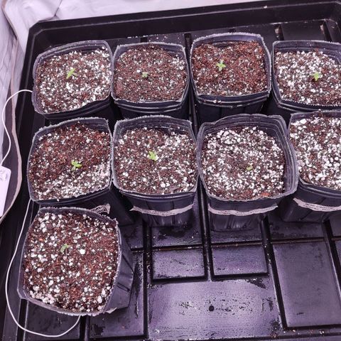 Auto Daiquiri Lime #2 growlog photo: Macetas de 2 litros
