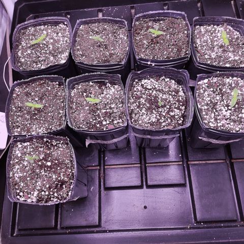 Auto Daiquiri Lime #2 growlog photo: Van creciendo de a poco :) 