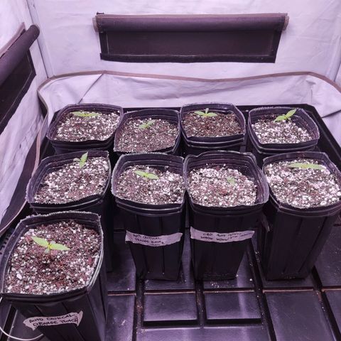 Auto Daiquiri Lime #2 growlog photo: Foto antes del riego con micorrizas activadas. 
Se ven saludables.

Anoche activé el extractor con ducto nuevo :) 
