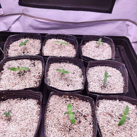 Auto Daiquiri Lime #2 growlog photo: Cobertura del sustrato con vermiculita.