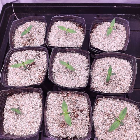 Auto Daiquiri Lime #2 growlog timeline photo
