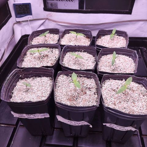 Auto Daiquiri Lime #2 growlog timeline photo