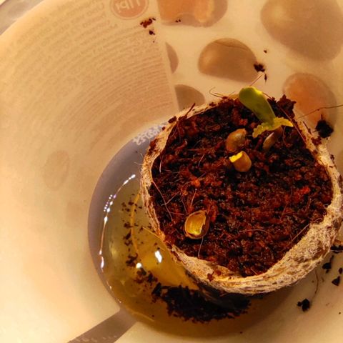 Auto CBD White Widow #2 growlog photo: La plántula perdió un cotiledón pero tiene 2 hojas pequeñas. Tiene chances de sobrevivir. :) 