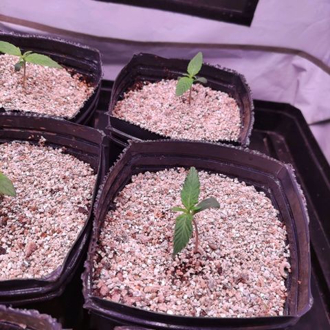 Auto CBD White Widow #2 growlog timeline photo